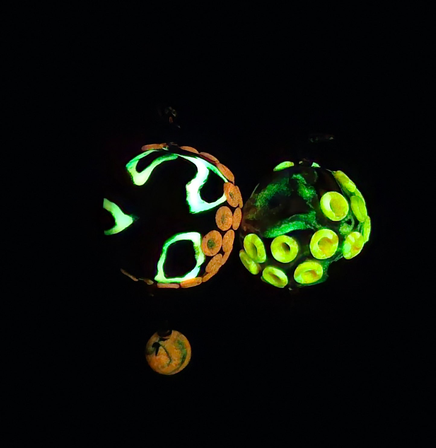 Large Assorted Cephalopod Single Bead Charms